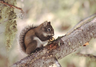 Mt. Graham red squirrel ©Claire Zugmeyer